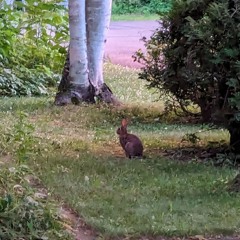 Jonny - American Horror Story