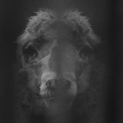 Trømmel - Point to the shepherds I NDR003 - NODO records