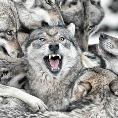 $KyGoD - wulfz on tha turf