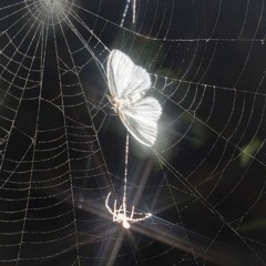 memory (+fiftyzeroes)