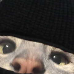 I GOT A CAT(Tv Off Freestyle)