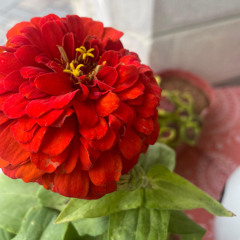 درب الشهادة بجمعنا