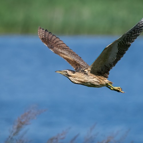 Eurasian bittern on sale