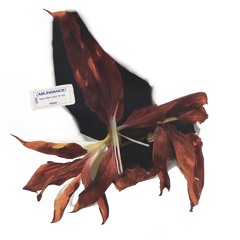 Mark Allen Soul, bl nua - nous