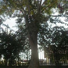 ainda vai passar peixinho - magnolia (cover) ☆