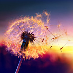 dandelion fields