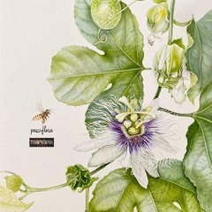 passiflora (prod ilydevon)