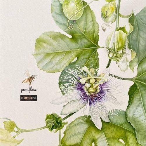 passiflora (prod ilydevon)