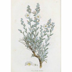 HK_Fantaisies_tracks_05