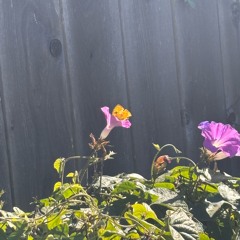 skin taste like candy