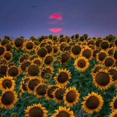 Sunflower/moonlight
