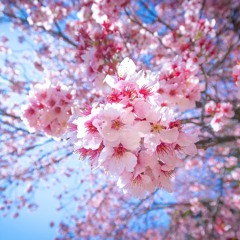 Alexx Marr - Blossom Of Sakura