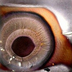 Chwort #3