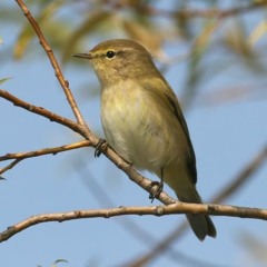 Chiffchaff tells its name