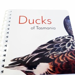 Ducks of Tasmania: Jason Graham ABC Radio Interview with Andre Leslie