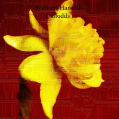 Wilfried Hanrath - Daffodils