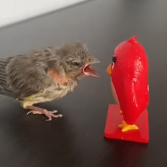 even she cant run from the worlds loudest bird