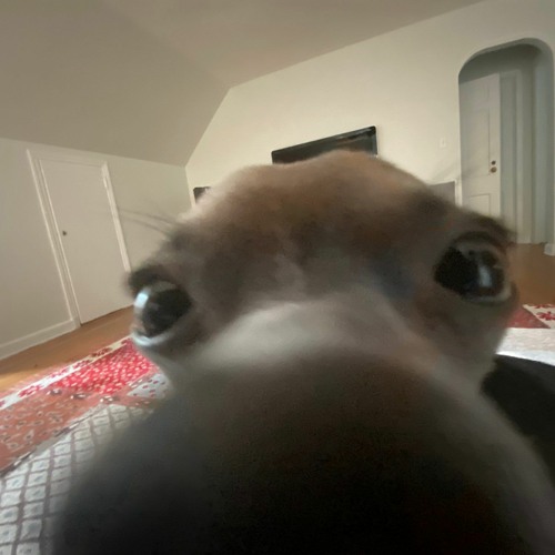 Stream 
