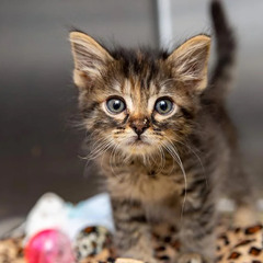 Cat Song - Camila Cat, Lilia Lion, Teddy Eose