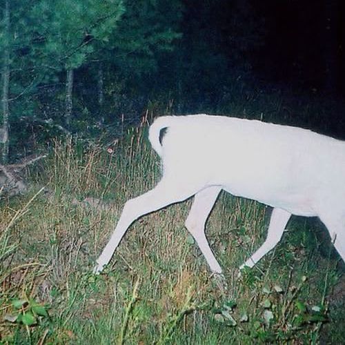 bag of bones w/ xixvii - x