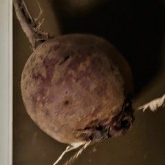 beetroot