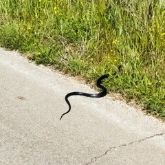 Le Recueil des Miracles - All things / What did you say