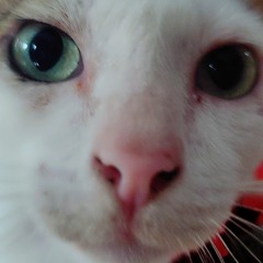 Đường Quyền Tình Iu / Quiez Remix