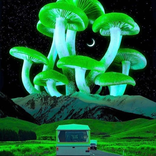 Nate Letley - Live@RASTAFEST.2024