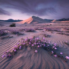 2021/02 Essential Melodic Sessions (Mixes)