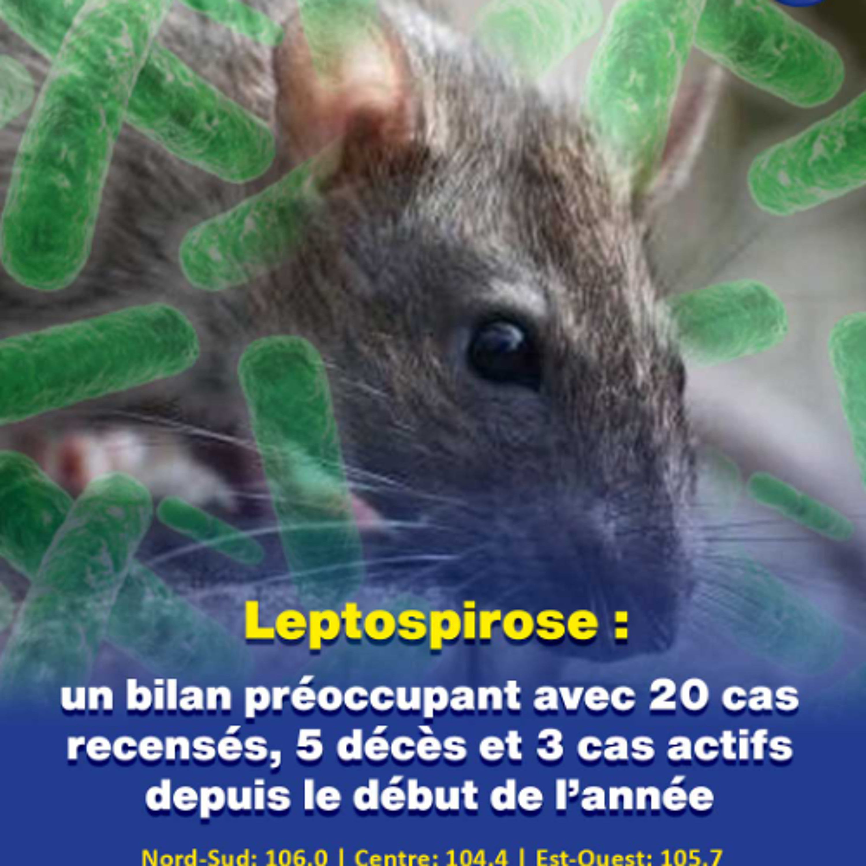 Leptospirose : un bilan préoccupant avec 20 cas recensés, 5 décès et 3 cas actifs depuis le début de l’année