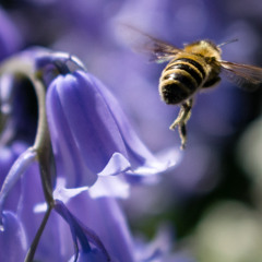 a trapped honey bee calls for backup