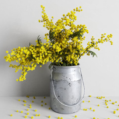 Mimosa