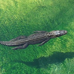 Sneaky Swamp Gators | Redneck Reality TV