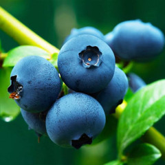 Blueberry Genetic Backcross