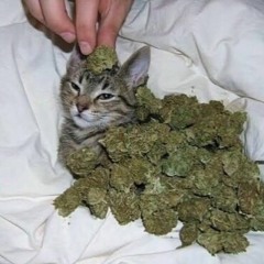 skunkz - that's all i ever do (Prod. Kidnash)