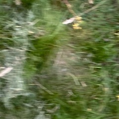 bridleway (demo)