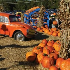Fall and pumpkin patches in D.C.