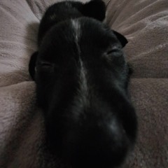 Te Quiero Patineta - Jaiso