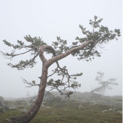 Cover of "Flare Guns" by Quinn XCII