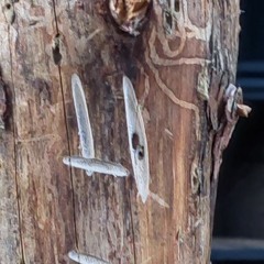 UHWAAH3.5.4(brumskimastered)