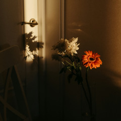 Shadows in Bloom