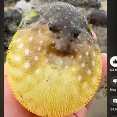 Ssekoll X BUCHHAID X FEHRBACH