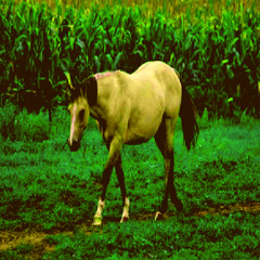 Scarecrows and Wild Horses