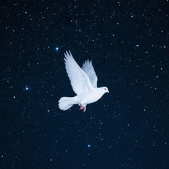 A White Dove