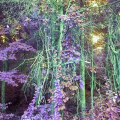 If love could have saved you