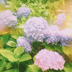 紫陽花の散る頃に(Demo)