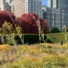 Real love - the beatles