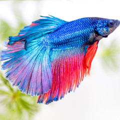 Fish #9