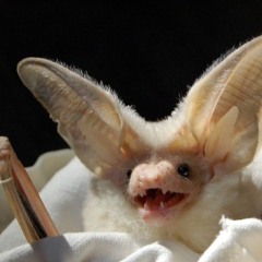 VAMPYR HIGH
