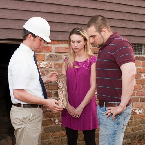 How Termite Infestations Affect the Value of a House & Methods to Prevent It?